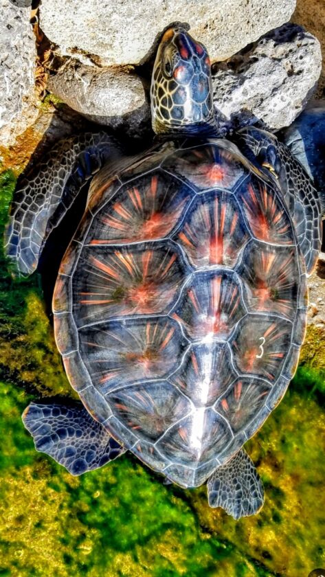 Photo of the Day: Happy Honu -